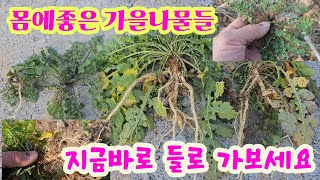 몸에좋은 가을나물 엄청많아요 ~~ #냉이 #속속이풀