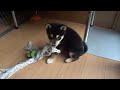 11月18日柴犬子犬部屋