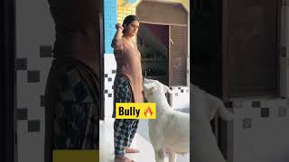 Pakistani bully very sharp ⚠️#viral #dog #pitbull #youtubeshorts #bully #sharp #aggressive