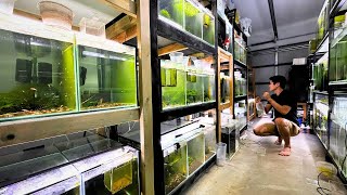The Ultimate Shrimp Room Tour – High-Grade Shrimp & Pro Tips!