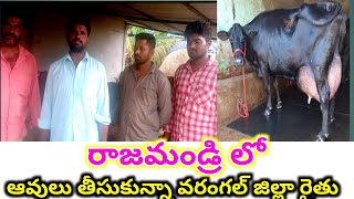 ప్యూర్ జెర్సీ హెచ్ ఎఫ్ ఆవులు అమ్మబడును రాజమండ్రి దగ్గర జగ్గంపేట లో 9438123123