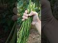 Menuai Hasil Dari Beberapa Pokok Kacang Panjang #raysvlog  #kacangpanjang