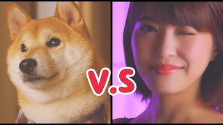 『日本廣告』柴犬vs日本性感寫真女星「岸明日香」繃出火花！？日本焼酎-鍛高譚//中文字幕