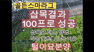 VLOG112.골든스마라그 삽목율 100% | 털이묘 분양 | 골든스마라그 포트작업 |  귀농적응기