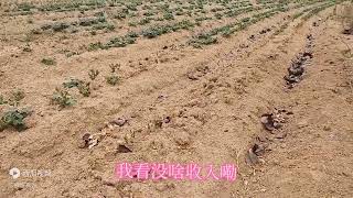 河南农民看到花生大面积死亡，彻底失望了，大家看看咋回事