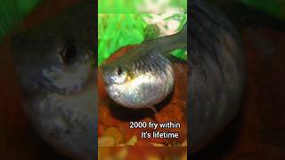 guppy 2000 fry lay pannuma?guppy lover ah neega apoo intha video ungalukuthan#shorts #guppybreeding