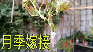 【養養養花花花】 嫁接月季一個月，花苞嘰里咕嚕冒出來，嫁接多少活多少！