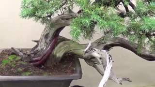 Ogród bonsai - Wizyta w Akina Bonsai w Wałbrzychu