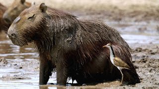 Why These Capybaras Aren’t Acting Territorial