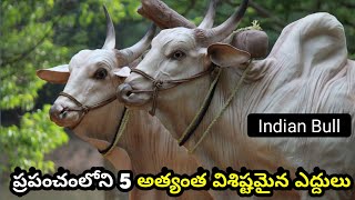 ప్రపంచంలోని 5 అత్యంత విశిష్టమైన ఎద్దులు ||  Most Unique Bulls in the World || Amazing Facts