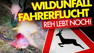 🦌🚗💨 Wildlife accident: Driver flees | 🦌 Deer still alive 😱 | Dragged from the road | Must be put ...