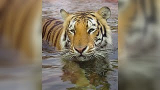 Tradition to bring live tiger on the field at LSU vs Alabama game causes controversy in Louisiana