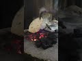 amazing roti making skills indianfood shrots