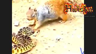 Cobra vs  Mongoose Video best compilation   眼镜蛇与猫鼬视频最佳汇编   YouTube