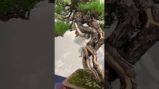 赤松【盆栽】第98回 国風盆栽展 後期【Bonsai】The 98th Kokufu Bonsai Exhibition 2024