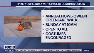 Spend your Sunday with a pack of costumed corgis | FOX 13 Seattle