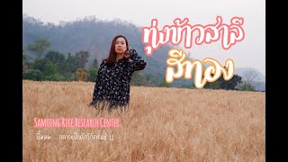 ตะวันลับขอบฟ้า..ฝุ่นฟุ้ง ณ ทุ่งข้าวสาลี |Samoeng Rice Research Center| ไฮโซล้านนา