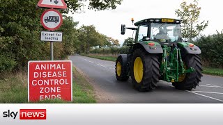 Experts warn bird flu has slipped 'through our fingers'