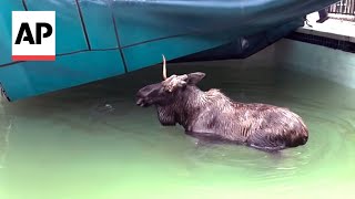 WATCH: Trapped moose rescued from swimming pool in New Hampshire