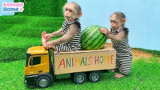 Monkey BiBi steals Amee's fruits truck #shorts