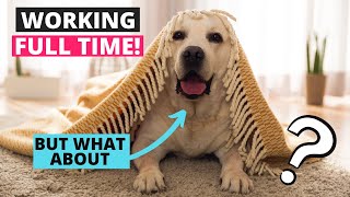 Owning a Labrador and Working Full Time