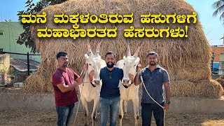 ಹಳ್ಳಿಕಾರ್ ತಾಯಿ ಇದ್ದ ಹಾಗೆ ಅನ್ನೋ ಕುಟುಂಬ! Hallikar bulls of Karnataka | Kannada Vlogs