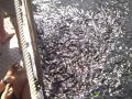 Fish eating feet_Fish Spa.AVI