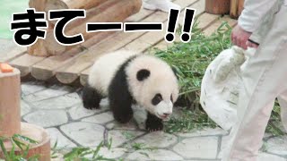 待て――！！ はやい、ダッシュで追いかける！！ よちよちダッシュで飼育員さんを追いかける！！ #彩浜 #アドベンチャーワールド  ｜ 楓浜彩浜結浜桜浜桃浜永明良浜