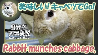 美味しい！ キャベツでGo！【 ウサギのだいだい 】　2019年7月10日