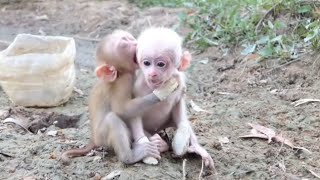 Two cute baby Monkeys