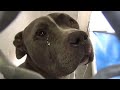 Heartbroken Pit Bull Can't Stop Crying After Family Abandons Him at the Shelter