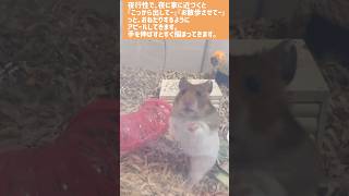 まろちゃんねる　#ハムスター #まろちゃん #ペット動画 #ましゅまろちゃん #癒し #かわいい