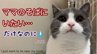 #Shorts 仕事をさせない子猫 【ブリティッシュショートヘア】Vol.48〜Kitten that gets in the way of work