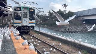 浜名湖佐久米駅 カモメと天竜浜名湖鉄道