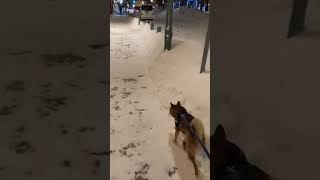 【旅犬】函館ベイエリアを歩く柴犬 #柴犬 #野ばらのエチュード#函館