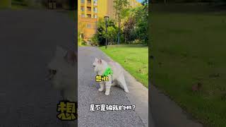 我家猫突然就懂事了！ #萌宠 #cat #宠物生活 #貓咪