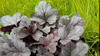 Heuchera 'Silver Gumdrop'