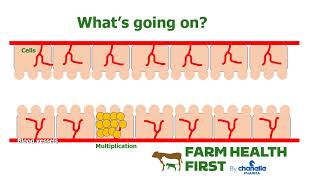 Coccidiosis mechanisms animated