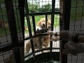 2019.7.6 六福村 勇闖猛獸島 籠車餵食秀 part iii 之4 獅子餵食秀