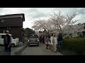 一の坂川の桜並木、山口市、車窓風景