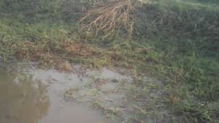 Ensablement d'un bras du fleuve Niger