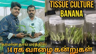 வாழை கன்றுகள் திசு வளர்ப்பு முறை | banana plant tissue culture #tissueculturebanana #வாழை