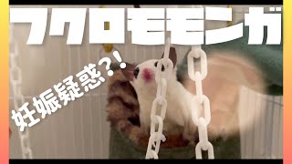 【フクロモモンガ】フクモモ妊娠疑惑？！【Sugarglider】