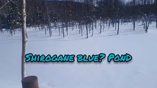 【Hokkaido】Shirogane Blue Pond