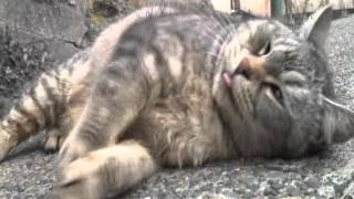 谷中だんだん猫の10年-2007/02/07