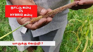 யாருக்கு வெற்றி ? | நாட்டு கம்பு vs hybrid கம்பு | இறுதி சுற்று | Bajra Seeds