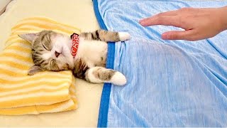 朝ごはんの時間なのに、子猫が起きてくれません...。【絶ッ対に起きない猫が超可愛い】#にゃんてわんだふる