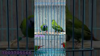 Parrot finches price update variety parrot finches available on R.k Aviary