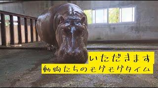 いただきます　～動物たちのモグモグタイム～　東武動物公園　公式YouTubeチャンネル