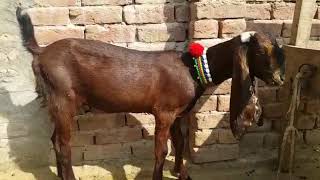 Masha allah Nagri Beetal brown colour goat latest for sale